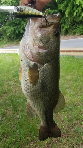 ラージマウスバスの釣果