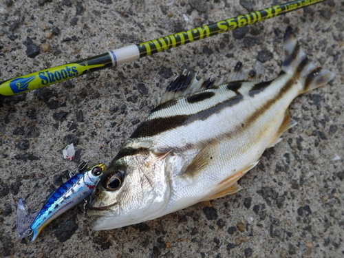 コトヒキの釣果