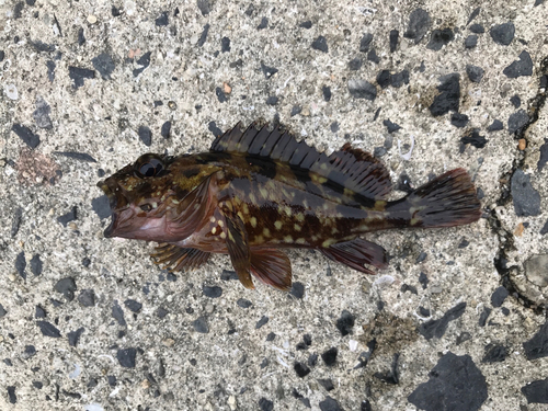 カサゴの釣果