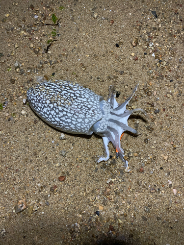 シリヤケイカの釣果