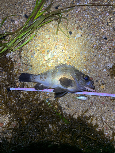 メバルの釣果