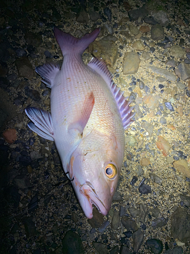 バラフエダイの釣果