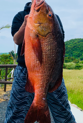 バラフエダイの釣果