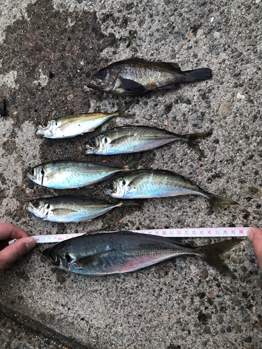 アジの釣果