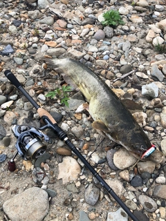 ナマズの釣果