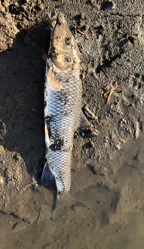 ニゴイの釣果