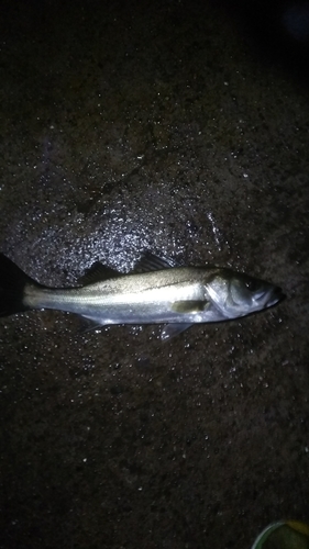 フッコ（マルスズキ）の釣果