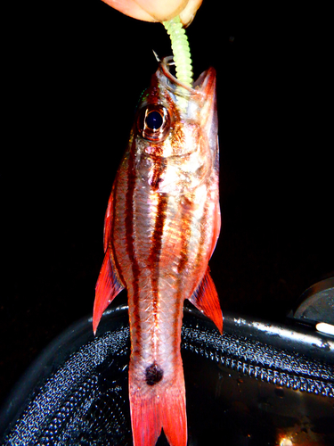 オオスジイシモチの釣果