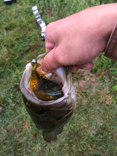 ブラックバスの釣果