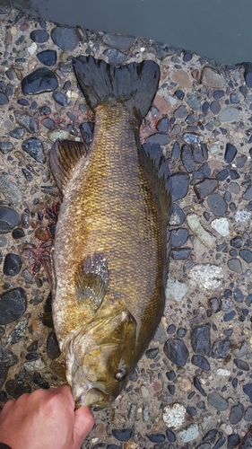 スモールマウスバスの釣果