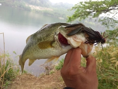 ラージマウスバスの釣果