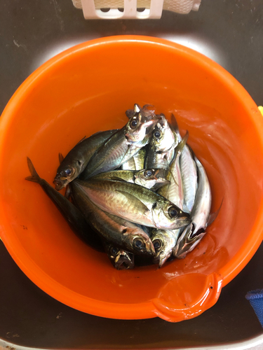 アジの釣果