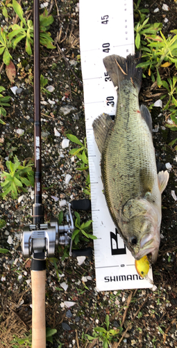 ブラックバスの釣果