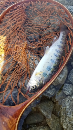 アマゴの釣果