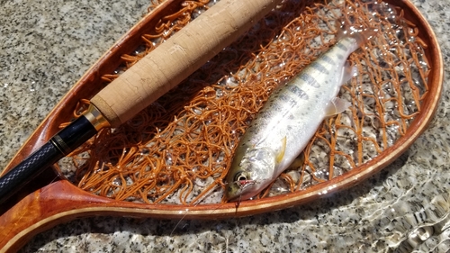 アマゴの釣果