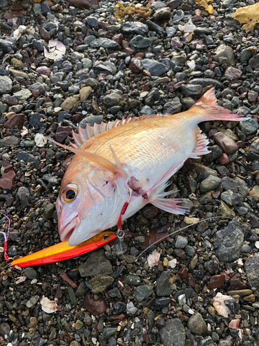 マダイの釣果