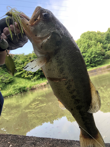 ブラックバスの釣果