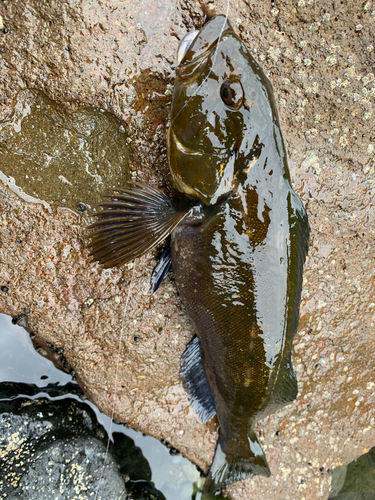 アイナメの釣果