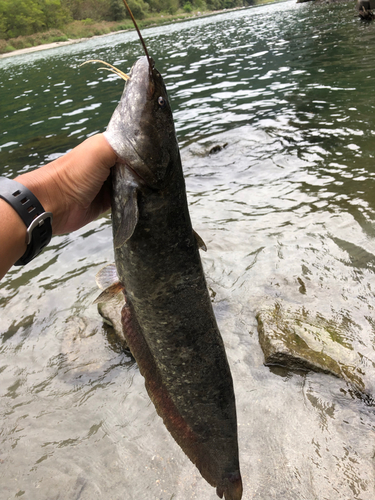 ナマズの釣果