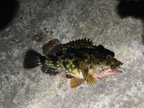 カサゴの釣果