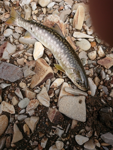 アメマスの釣果