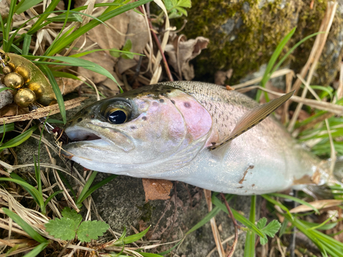 ニジマスの釣果