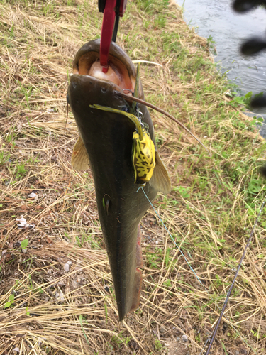 ナマズの釣果