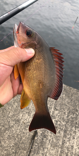 オキフエダイの釣果