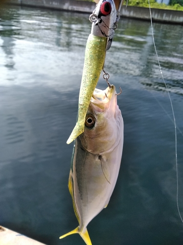 ツバスの釣果