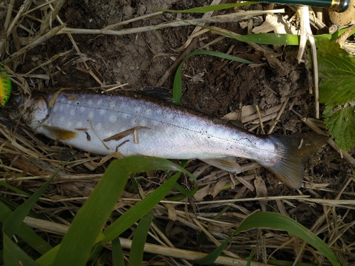 アメマスの釣果