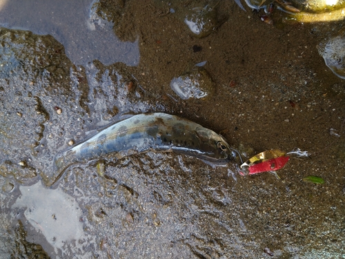 ヤマメの釣果