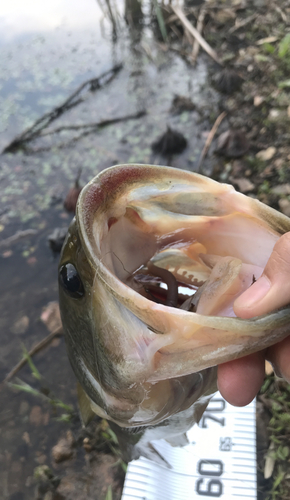 ブラックバスの釣果