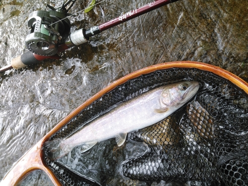 イワナの釣果