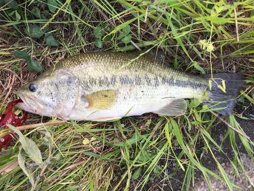 ブラックバスの釣果