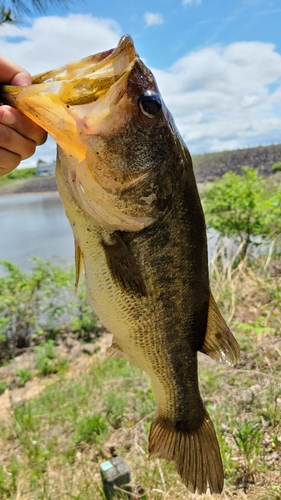 ラージマウスバスの釣果