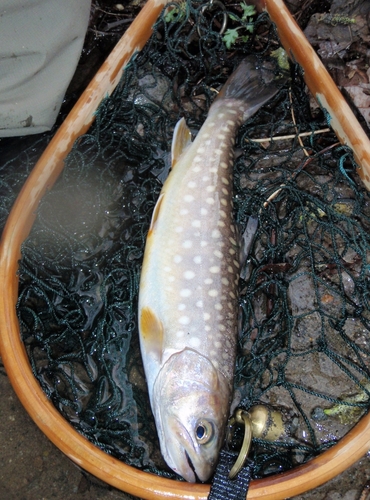 イワナの釣果