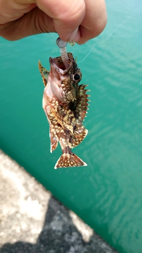 ガシラの釣果