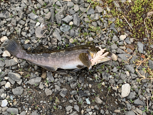 アイナメの釣果