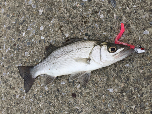 セイゴ（ヒラスズキ）の釣果