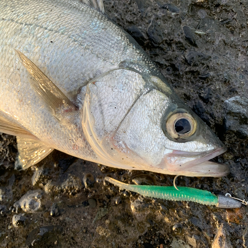 フッコ（ヒラスズキ）の釣果