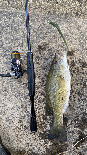 スモールマウスバスの釣果