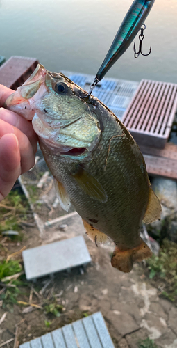 ブラックバスの釣果