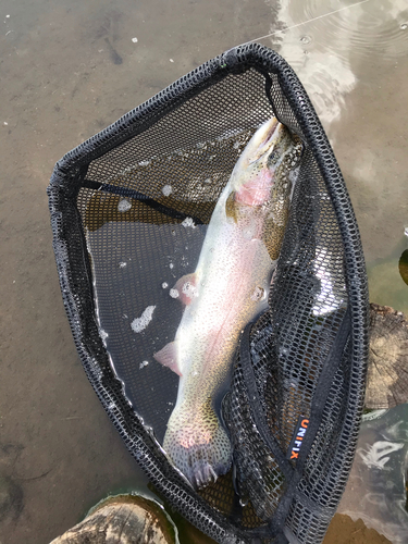 ニジマスの釣果