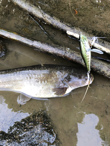 ナマズの釣果