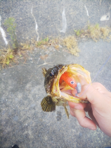 タケノコメバルの釣果