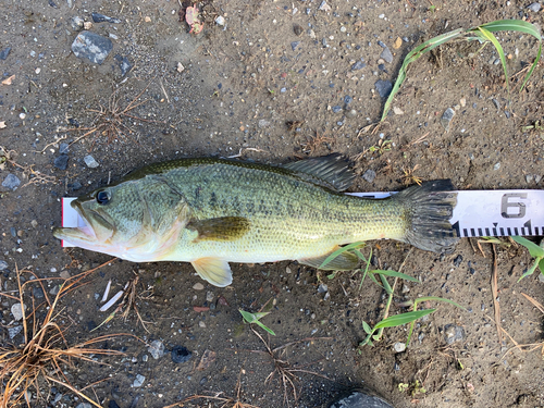 ブラックバスの釣果