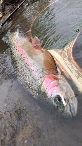 ニジマスの釣果