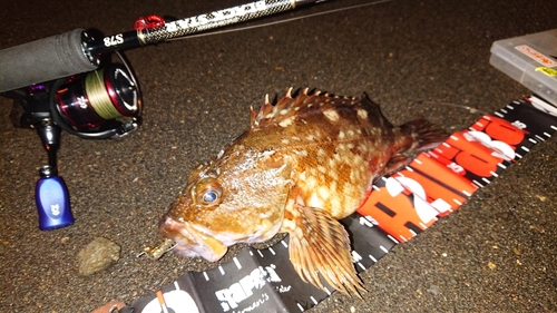 カサゴの釣果