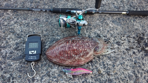 コウイカの釣果