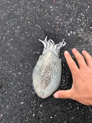 シリヤケイカの釣果